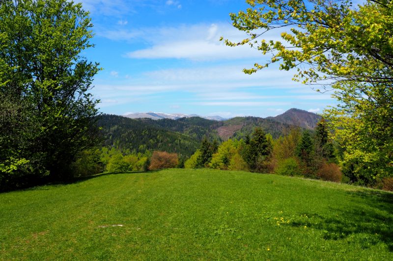 Landscape Improvement