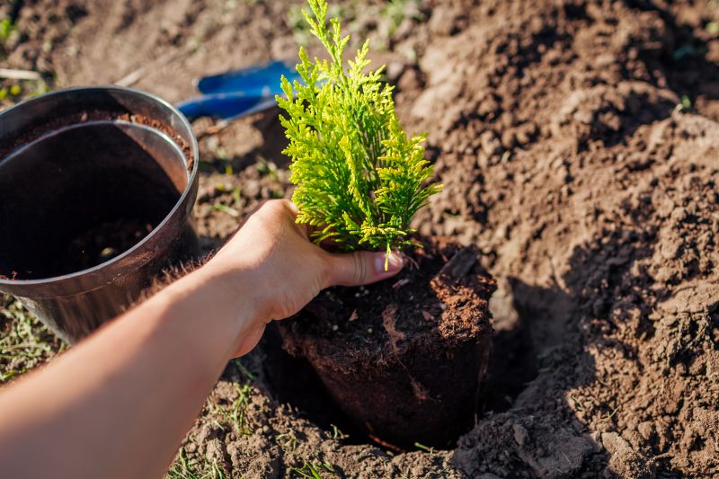 Orchard Planting in Honolulu, HI